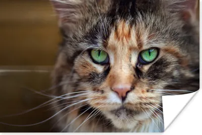Produktbild von MuchoWow® Poster Maine Coon Katze mit grünen Augen 90x60 cm - Schlafzimmer