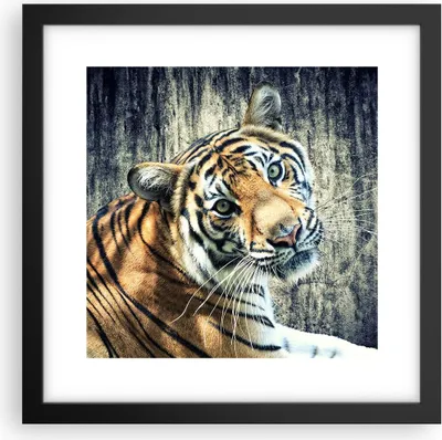 Produktbild von Gerahmtes Poster - Schwarzer Rahmen - Indien stein tiger wild - 30x30 cm - Wand Bild - Wanddeko - Wandbilder - Wandposter - Bilderrahmen - Bilder - Kunstdruck - Wandbild - P2BAC30x30-2464