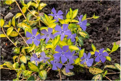 Produktbild von Stauden Gänge 3 x Vinca minor 'Imagine' / 'Ilumination' - Buntes Blaues Kleines Immergrün - tolle Blütenpracht - sehr pflegeleicht - Bodendecker