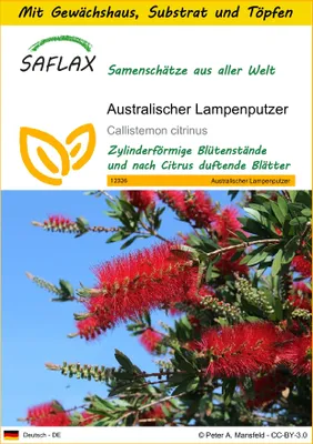 Produktbild von SAFLAX Anzucht Set - Australischer Lampenputzer - Callistemon citrinus - 400 Samen - Mit Mini-Gewächshaus, Anzuchtsubstrat und 2 Töpfen