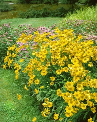 Produktbild von Helenium x cult.'Sonnenwunder', Sonnenbraut, leuchtend gelb, ca. 11x11 cm Topf