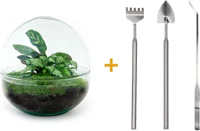 Produktbild von Diy Terrarium - Kuppel - ↕ 20 Cm