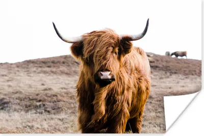 Produktbild von MuchoWow® Poster Schottische Highlander - Landschaft - Kuh - Braun - Tiere - Natur 60x40 cm - Schlafzimmerdekoration