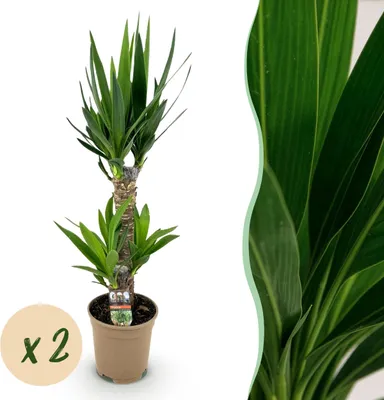 Zdjęcie produktu dla Yucca elephantipes - Yucca - Niskie koszty utrzymania - Zielony - 2 rośliny - 65-75cm - Ø17cm - Roślina doniczkowa - Zimozielony
