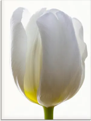Produktbild von ARTland Glasbild Weiße Tulpe Größe: 45x60 cm