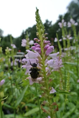 Produktbild von Gelenkblume / Etagenerika - rosa - Bienenweide - Co. 2 L