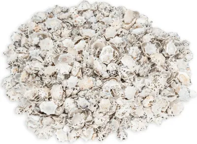 Produktbild von Patelloida saccharina, 0,5 kg, ca. 1-5cm, ca. 500-600 Stk. | Süße Napfschnecke