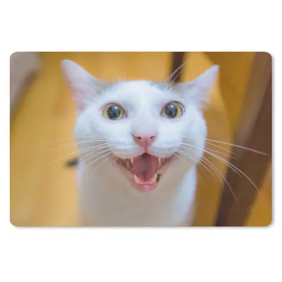 Produktbild von MuchoWow® Schreibtischunterlage Katze - Tier - Weiß 60x40 cm - XXL Mauspad - Großes Mauspad