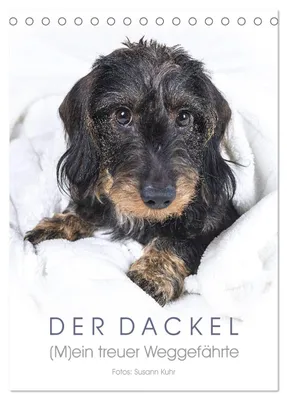 Produktbild von Der Dackel (M)ein treuer Weggefährte (Tischkalender 2027 DIN A5 hoch), CALVENDO Monatskalender