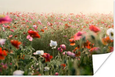 Produktbild von MuchoWow® Poster Mohn - Farben - Pastell 30x20 cm - Plakate - Print