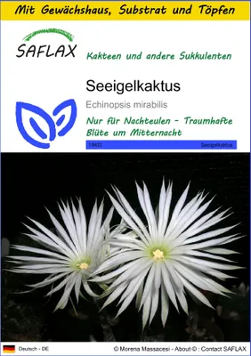 Produktbild von SAFLAX Anzucht Set - Seeigelkaktus - Echinopsis mirabilis - 40 Samen - Mit Mini-Gewächshaus, Anzuchtsubstrat und 2 Töpfen