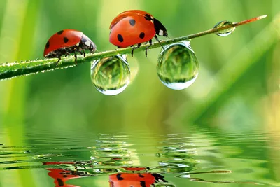 Produktbild von Fototapete - Ladybird 375x250cm - Vliestapete