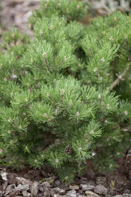 Produktbild von Pinus mugo 'Laurin', Bergkiefer, kompakt, 15–20 cm