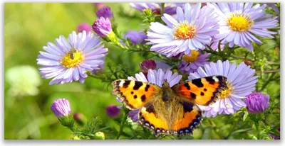 Produktbild von Tulup Leinwand-Bilder 140x70 Wandbild Canvas Kunstdruck Blumen Schmetterling Natur