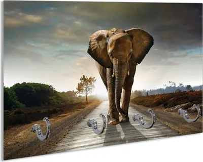 Produktbild von Wallario Schlüsselbrett aus Glas, Motiv: Elefant bei Sonnenaufgang in Afrika, 30 x 20 cm mit 4 Haken