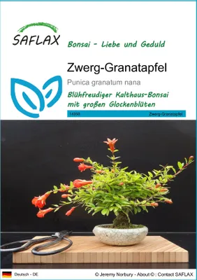 Produktbild von SAFLAX - Zwerg-Granatapfel - Punica granatum nana - 50 Samen