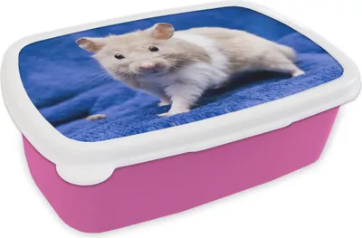 Obrázek produktu pro KitchenYeah® Lunchbox Box na oběd 17x11 cm Syrský křeček dětský box na oběd - obědový balíček - chlebník - sendvičový box