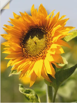 Produktbild von ARTland Wandbild, selbstklebend Sonnenblume Größe: 30x40 cm