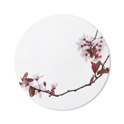 Produktbild von MuchoWow® Mauspad Mousepad Blumen - Blüte - Kirschbaum 20x20 cm - Mousepads - Maus Mat - Pad - Mausunterlage - Schreibtischmatte