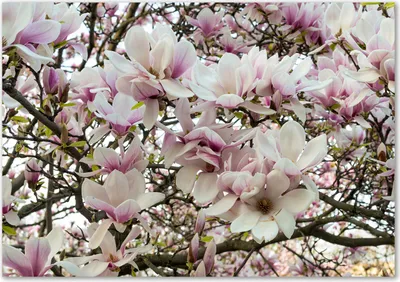 Produktbild von Tulup® Glas-Bild - 100 x 70 - Wandbild aus Glas - Wandkunst - Wandbild hinter gehärtetem Sicherheitsglas - Blumen & Pflanzen - Magnolie Blumen - Weiß