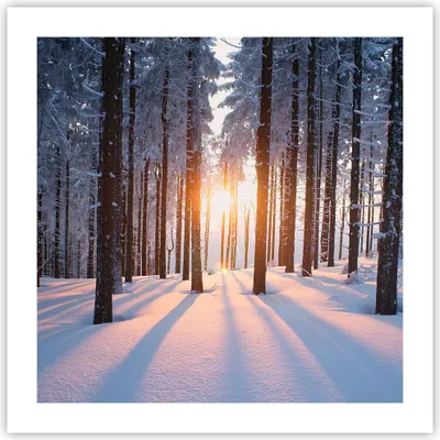 Produktbild von Poster - Poster ohne Rahmen - Wald Winter Schnee - 50x50 cm - Wand Bild - Wanddeko - Wandbilder - Kunstposter - Wandposter - Bilder - Kunstdruck - Wanddekoration - Wandbild - P2XAC50x50-3629