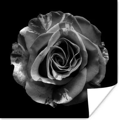 Produktbild von MuchoWow® Poster Blumen - Rose - Schwarz - Weiß - Botanisch 50x50 cm - Wohnzimmerdekoration