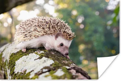Produktbild von MuchoWow® Poster Baby - Igel - Baum 90x60 cm - Schlafzimmer