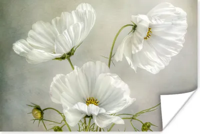 Produktbild von MuchoWow® Poster Blumen - Stillleben - Mohn - Weiß - Botanisch 60x40 cm - Schlafzimmerdekoration
