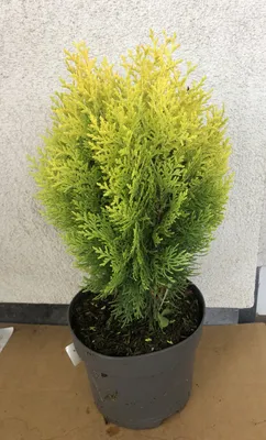 Zdjęcie produktu dla Thuja orientalis 'Aurea Nana' - Żółta karłowata altana w pojemniku 25-30 cm