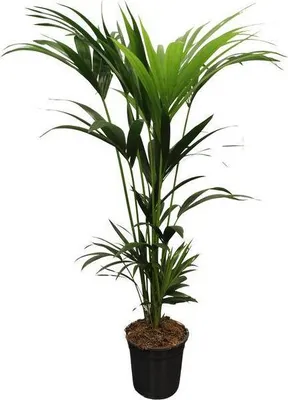 Obrázek produktu pro Howea Forsteriana (Kentia) – pokojová rostlina, průměr 21 cm, výška 120 cm, dekorace