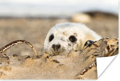 Produktbild von MuchoWow® Poster Robbe hinter Sandhügeln versteckt 90x60 cm - Schlafzimmer