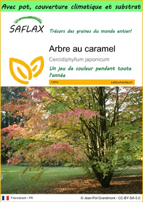 Image de SAFLAX Garden to go - Arbre au caramel - 200 graines - Cercidiphyllum