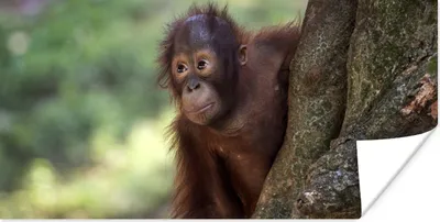 Produktbild von MuchoWow® Poster Baby - Orang-Utan - Baum 80x40 cm - Wanddeko