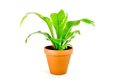 Obrázok produktu pre Gardners Asplenium nidus, priemer 6 cm