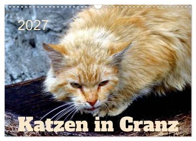 Produktbild von Katzen in Cranz (Wandkalender 2027 DIN A3 quer), CALVENDO Monatskalender