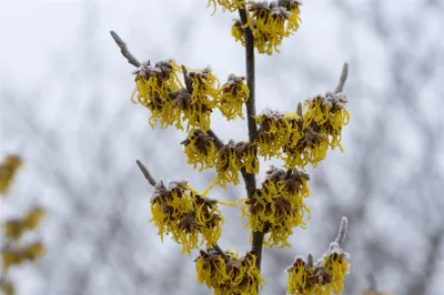 Produktbild von Hamamelis intermedia 'Barmstedt's Gold', Zaubernuss, gelb, 60–80 cm