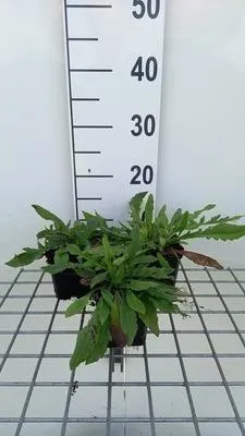 Produktbild von 6 x  Knautia mac. 'Red Knight' - Witwenblume - Topf 9 x 9 cm
