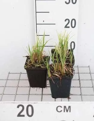 Image de 6 x Carex acutiformis - Carex des marais - pot 9 x 9 cm