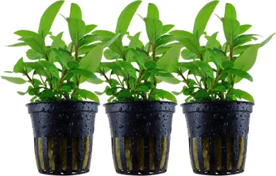 Produktbild von Aquarium Pflanze 3 Stück Staurogyne repens Tropica Nr.049G Aquariumpflanzen Set
