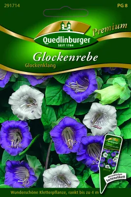 Produktbild von Quedlinburger Saatgut - Glockenrebe Glockenklang - Samen - 291714
