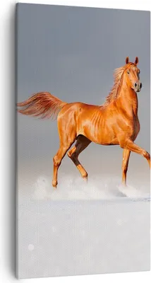 Produktbild von Bild auf Leinwand - Leinwandbild - Tiere Pferd Galopp Geschwindigkeit - 55x100cm - Wand Bild - Wanddeko - Leinwanddruck - Bilder - Kunstdruck - Leinwand bilder - Wandkunst - PA55x100-2590