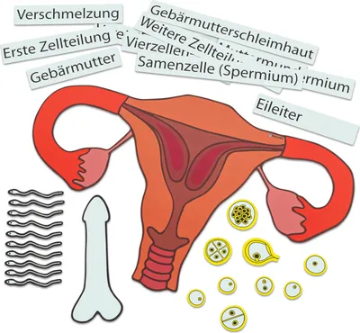 Produktbild von Betzold Ein Kind entsteht, Magnetisches Tafelmaterial für Bilingualen Unterricht