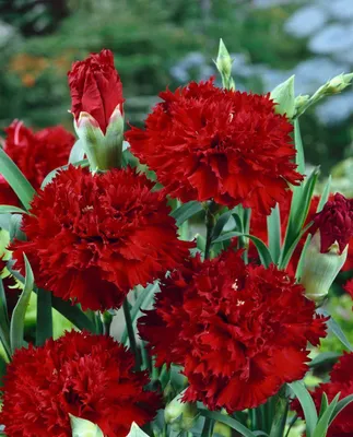 A close-up view of several vibrant red carnations with green stems and buds.