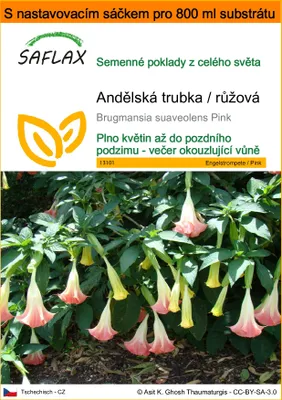 Obrázek produktu pro SAFLAX Garden in the bag - Andělská trubka / růžová - Brugmansia suaveolens Pink - 10 Semena - S pěstebním substrátem v praktickém samovztyčovacím sáčku