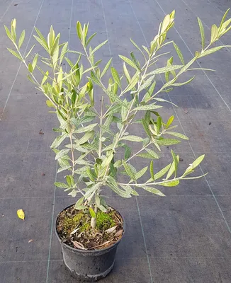 Image de Olea europaea 'Verdale de l'Hérault' / Olivier de l’Herault