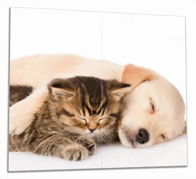 Produktbild von Wallario Herdabdeckplatte aus Glas, Größe 60 x 52 cm 2-teilig, Motiv Katze und Hund in Harmonie - Kuschelnde Tiere