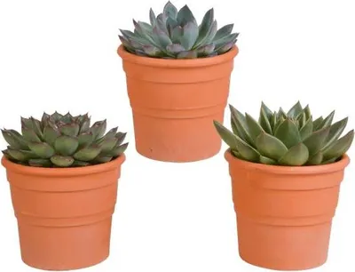 Image de Assortiment d'Echeveria - 3 plantes - Ø10,5cm - Plantes d'intérieur en pot en