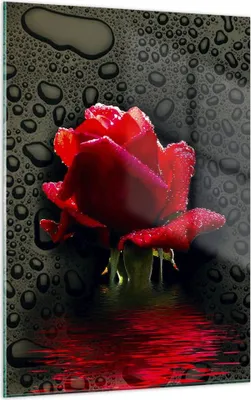 Produktbild von Bilder auf glas - Einteilig - Blume rote rose wasser tau - 50x70cm - Glasbilder - Wandbilder - Bilder - zum Aufhängen bereit - Wanddekoration aus Glas - Glas Bilder - Wandbild auf Glas - GPA50x70-2367