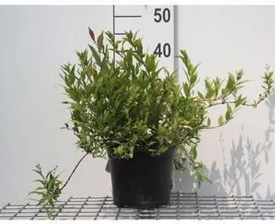 Image de Deutzia grac. 'Nikko' - Arbuste étoilé 25- 30 cm Conteneur
