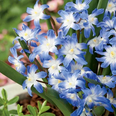 Image de Chionodoxa Bulbes ordinaires Fleurs Jacinthe étoilée Blue Giant 10 pcs.